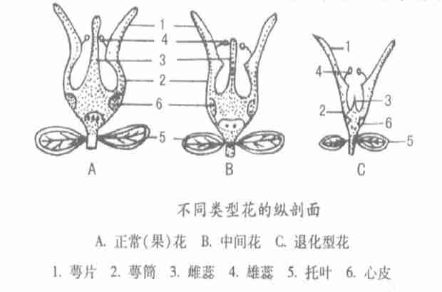 石榴花有什么特点？